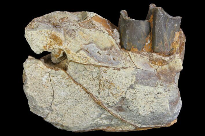 Fossil Running Rhino (Hyracodon) Jaw Section - South Dakota #140957